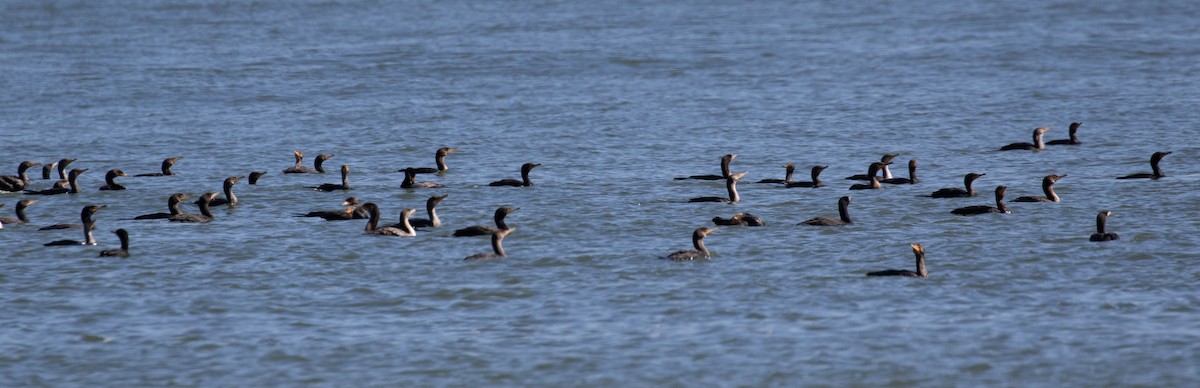 Double-crested Cormorant - ML554644421