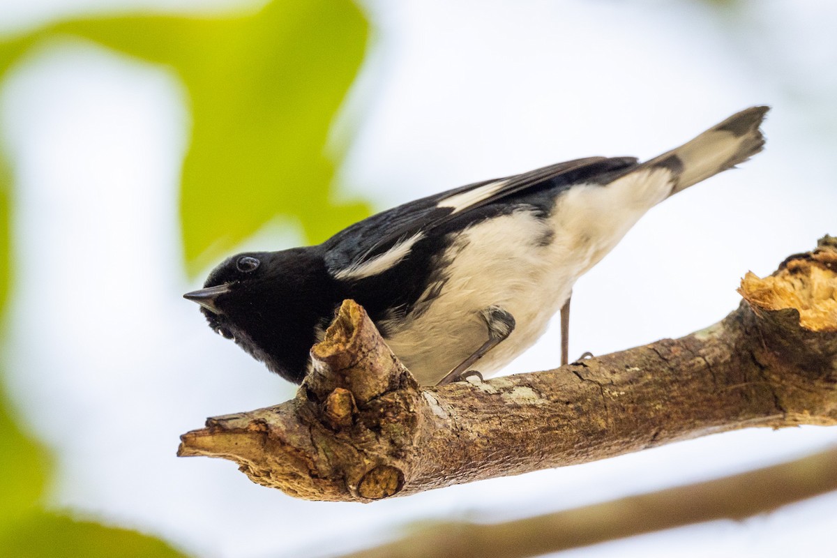 Black-throated Blue Warbler - Steve and Cyndi Routledge