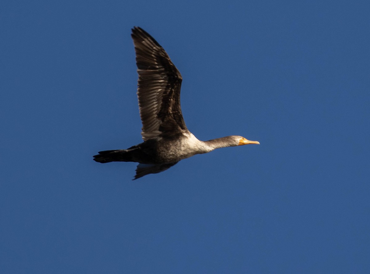 Double-crested Cormorant - ML554646961