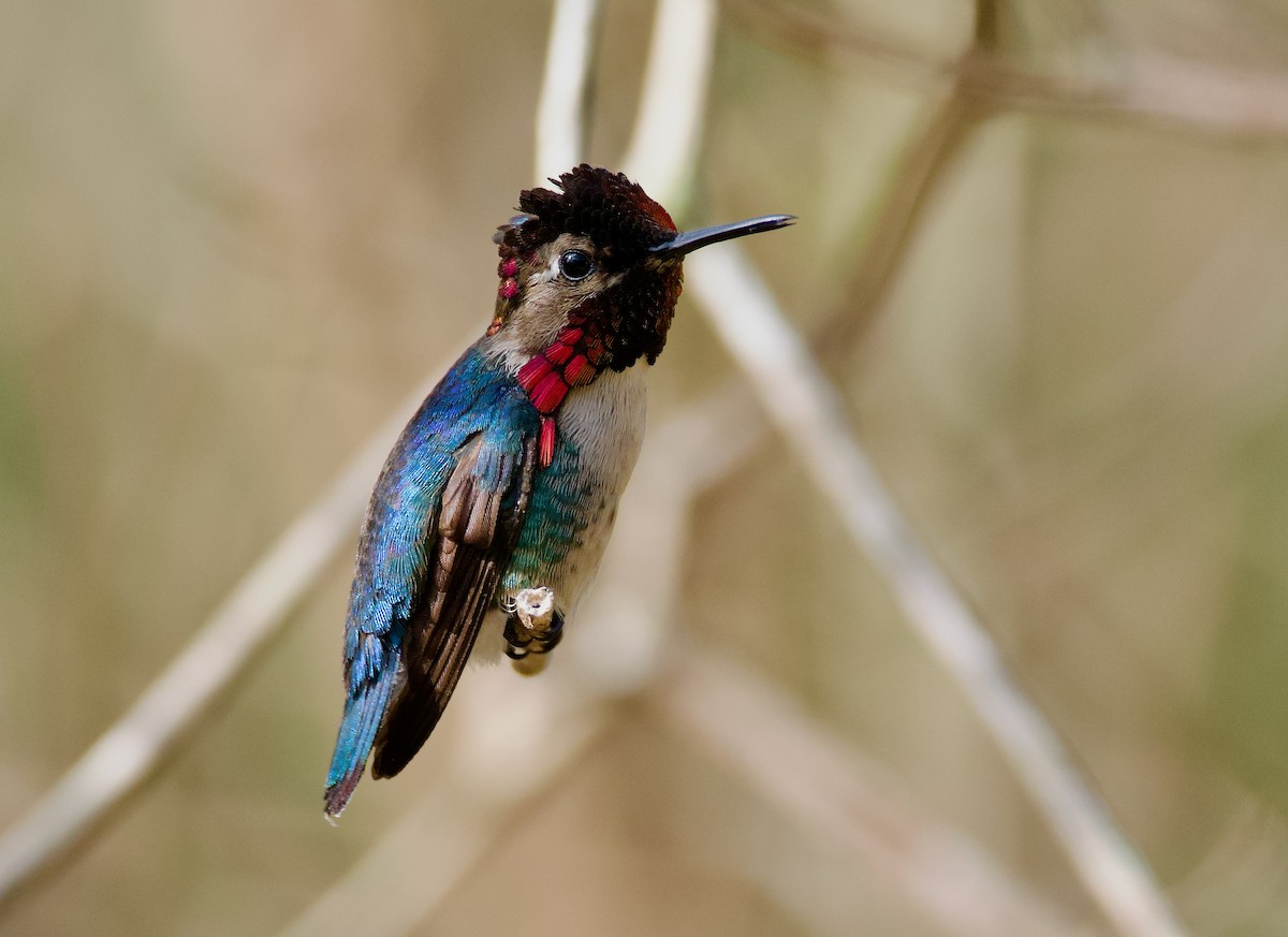 Bee Hummingbird - ML554648321