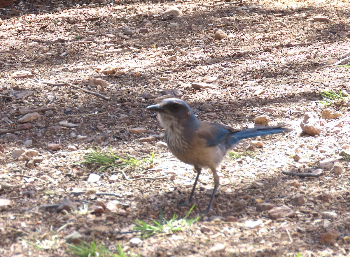 Woodhouse's Scrub-Jay - Bob Hargis