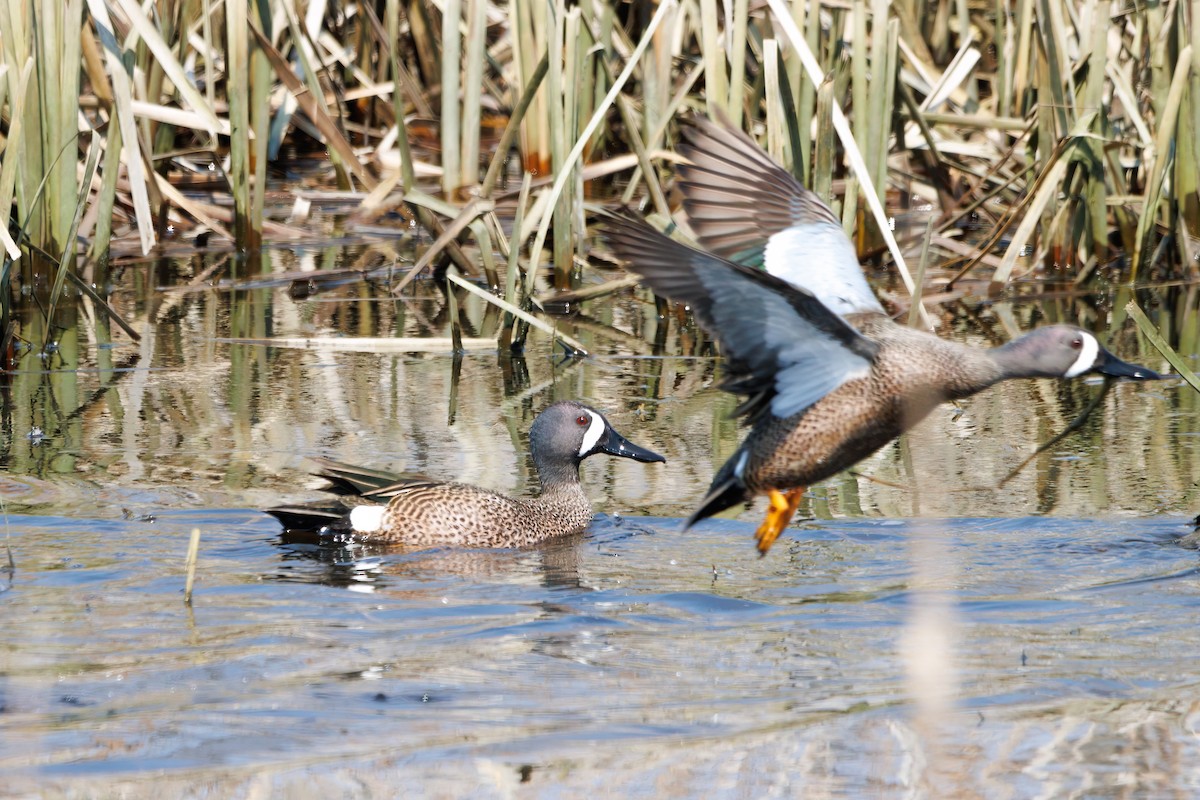 Blue-winged Teal - ML554652491