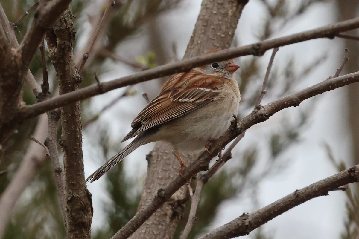 Field Sparrow - ML554652581