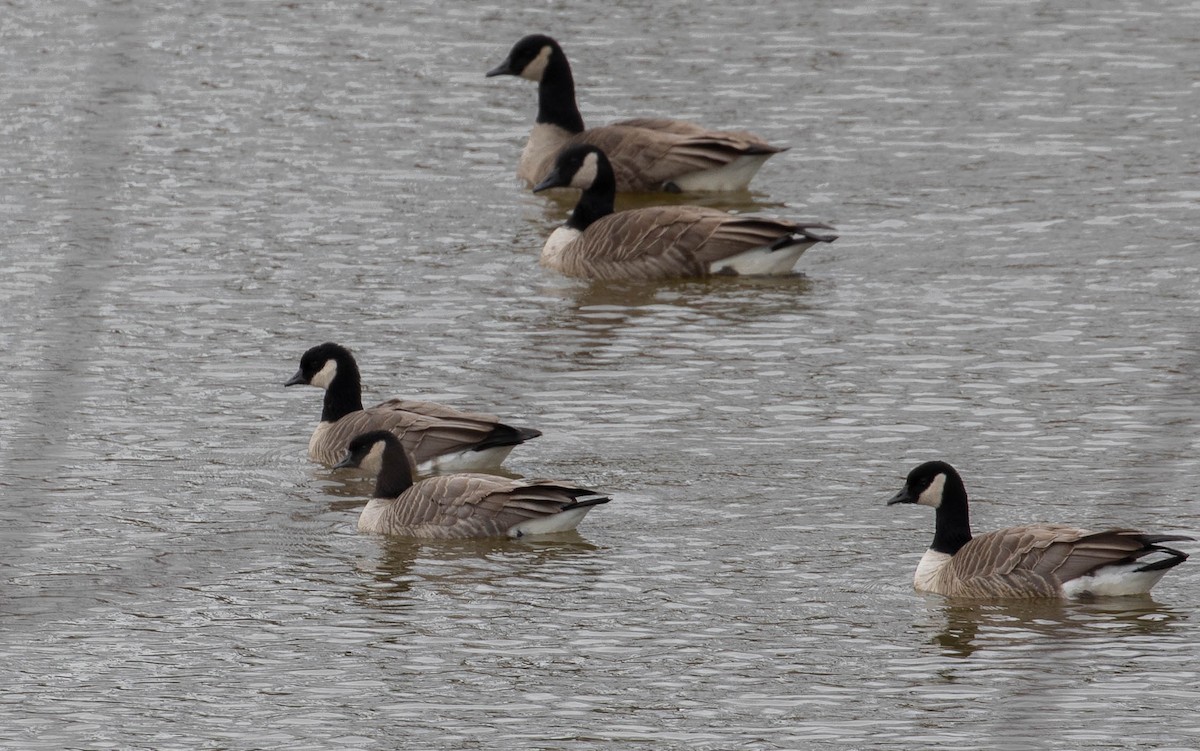 Cackling Goose - ML554652741