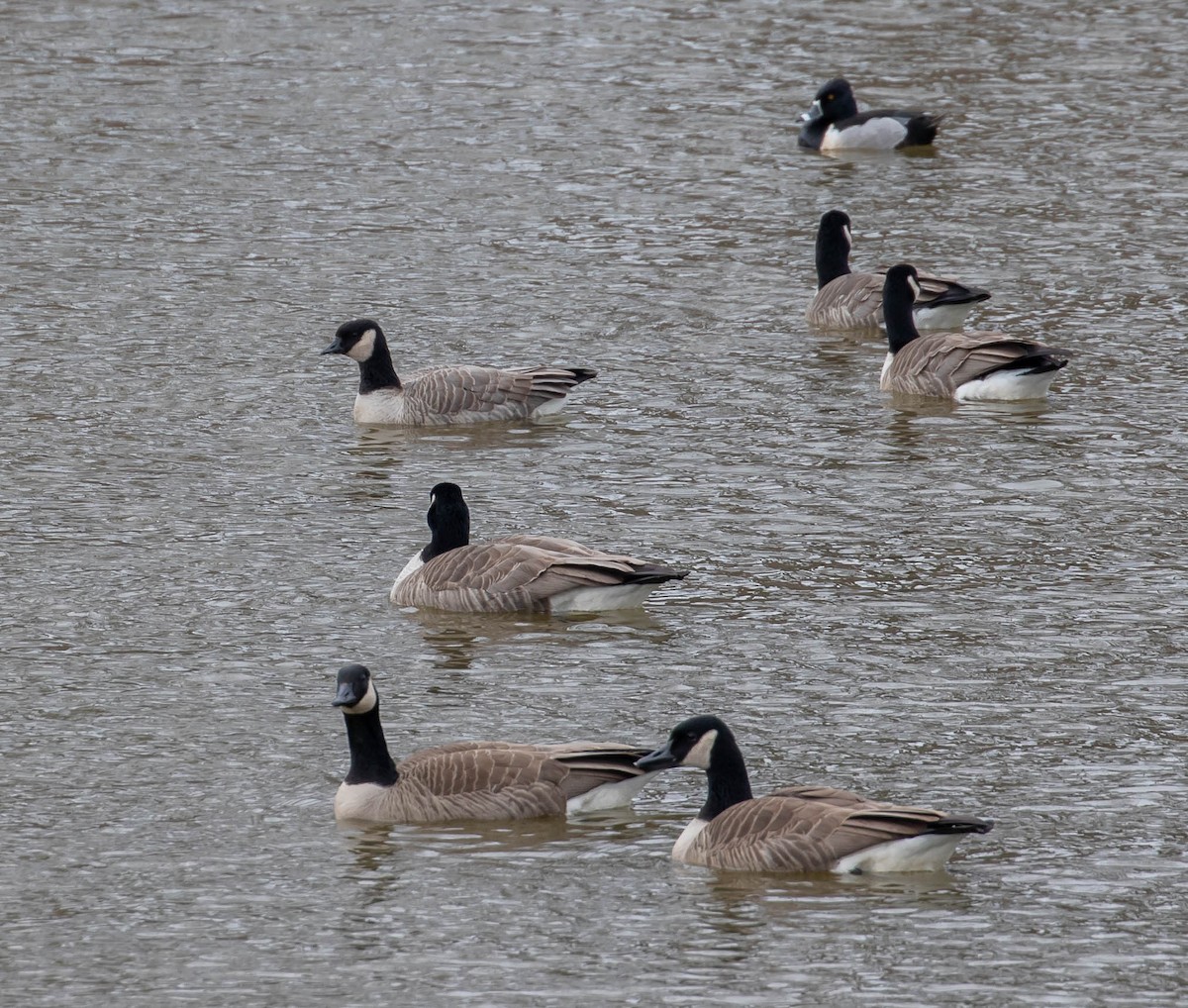 Cackling Goose - ML554652751