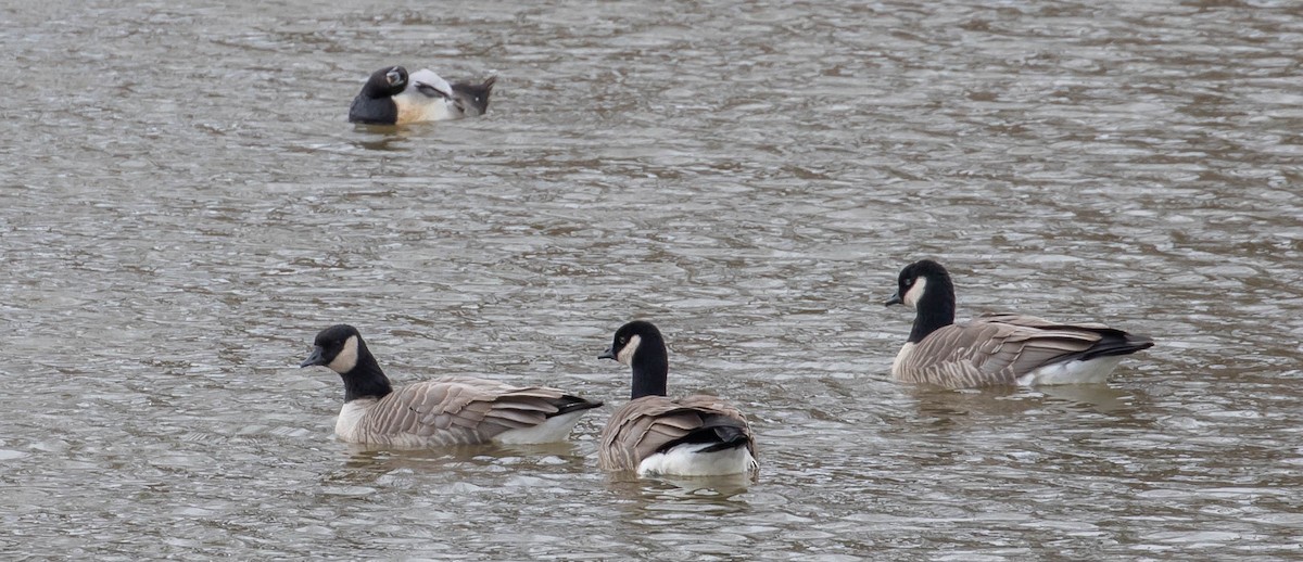 Cackling Goose - ML554652761