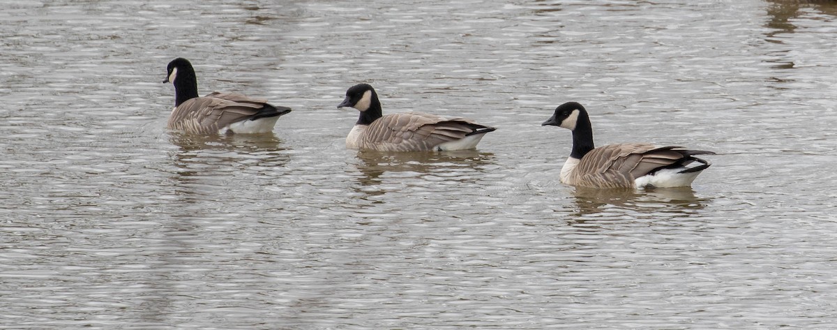 Cackling Goose - ML554652771
