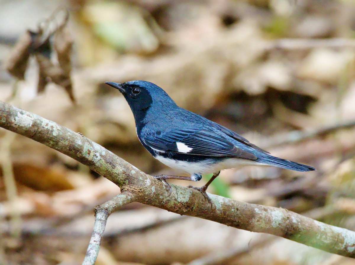 Black-throated Blue Warbler - ML554652781