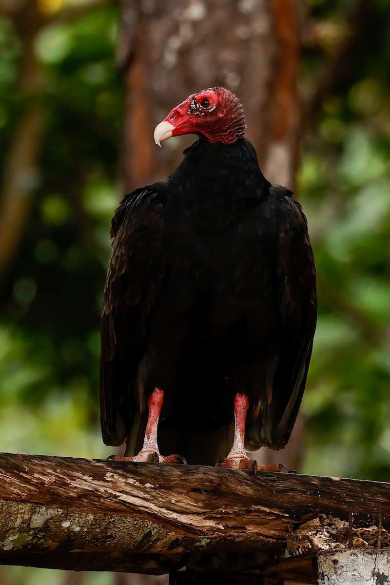 Turkey Vulture - Steve and Cyndi Routledge