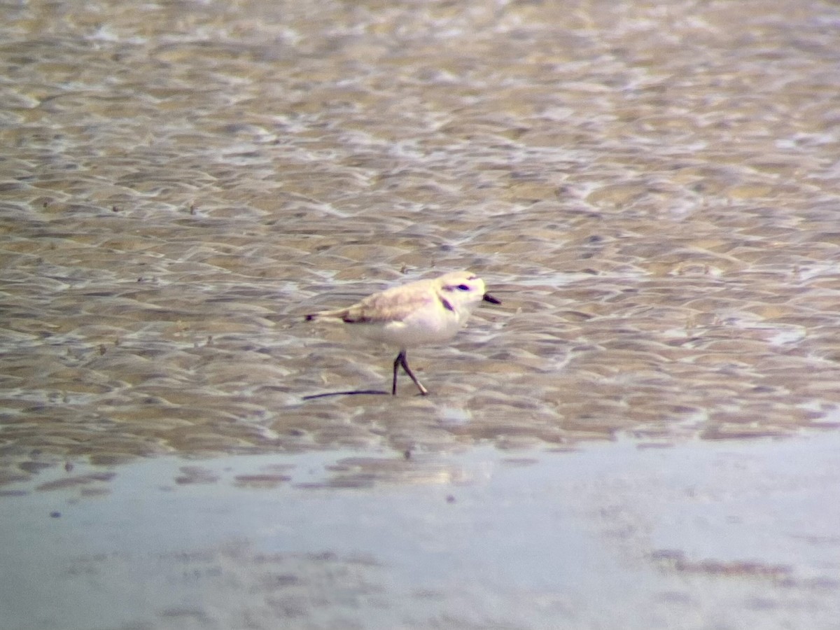 Snowy Plover - ML554653491