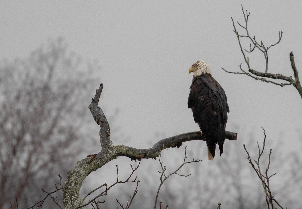 Bald Eagle - ML554653691
