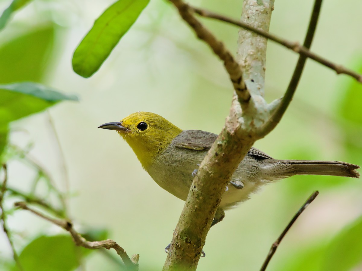 Yellow-headed Warbler - ML554653921