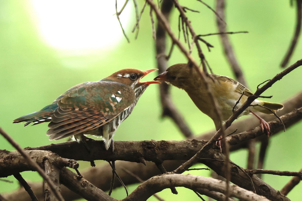 Dideric Cuckoo - Luke Goddard