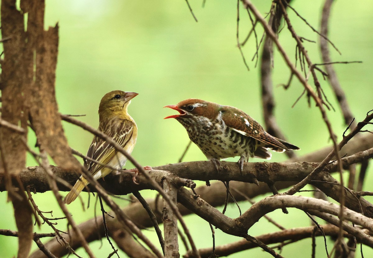 Dideric Cuckoo - Luke Goddard