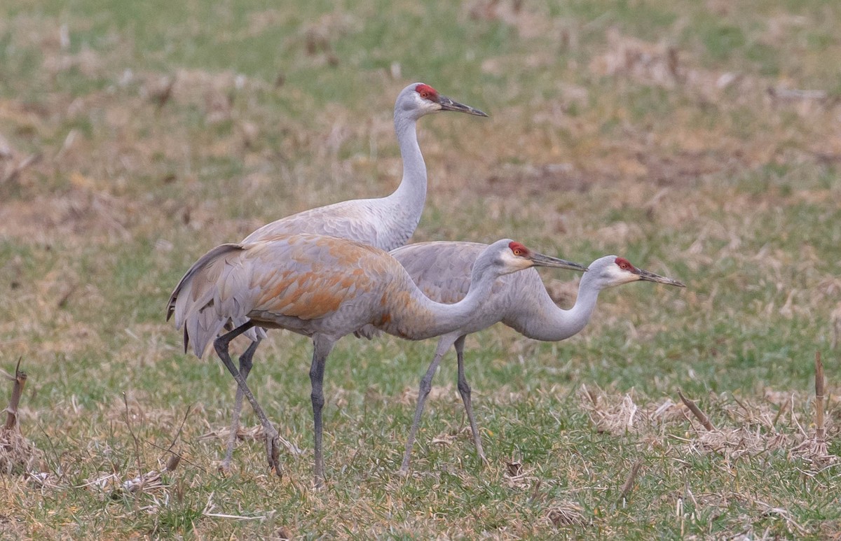 Sandhill Crane - ML554654081