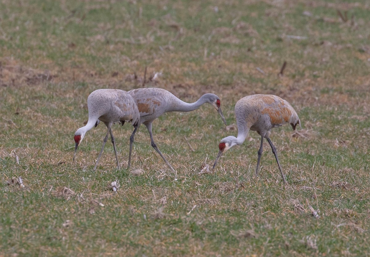 Sandhill Crane - ML554654101