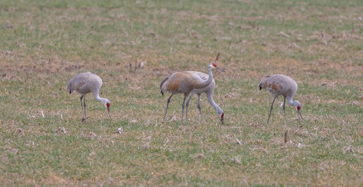 Sandhill Crane - ML554654121