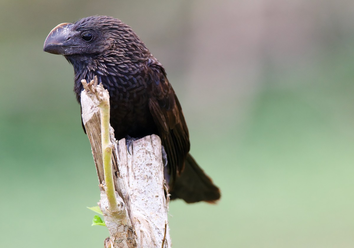 Smooth-billed Ani - ML554654321