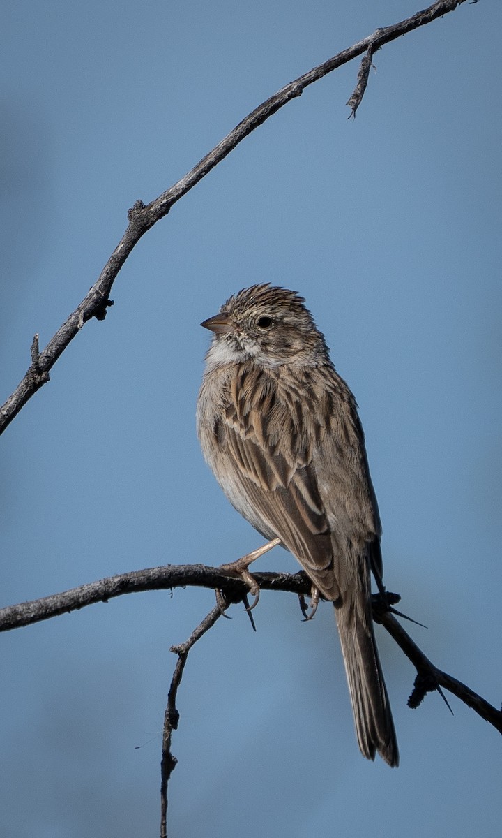 Brewer's Sparrow - ML554654741