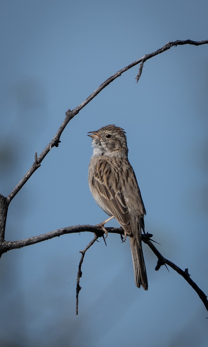 Brewer's Sparrow - ML554654751