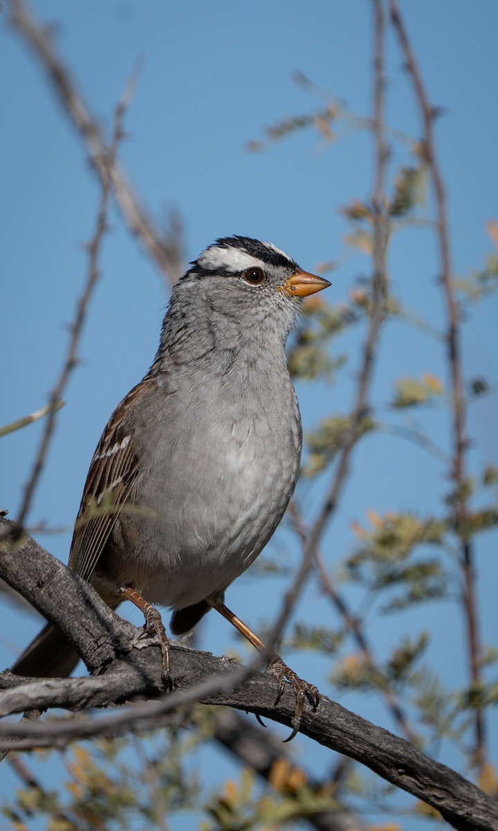 White-crowned Sparrow - Joshua Hogan