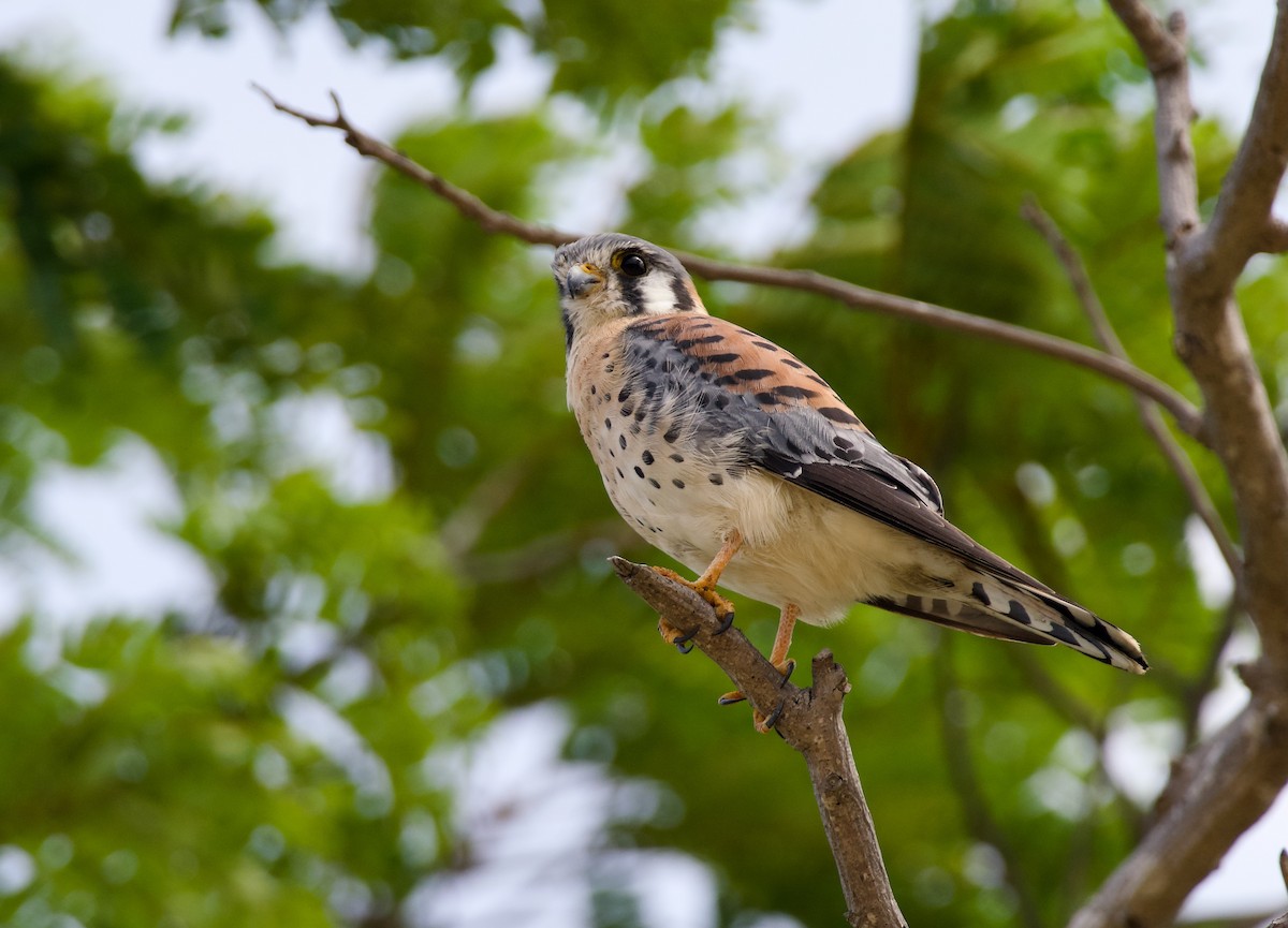 American Kestrel - ML554654931