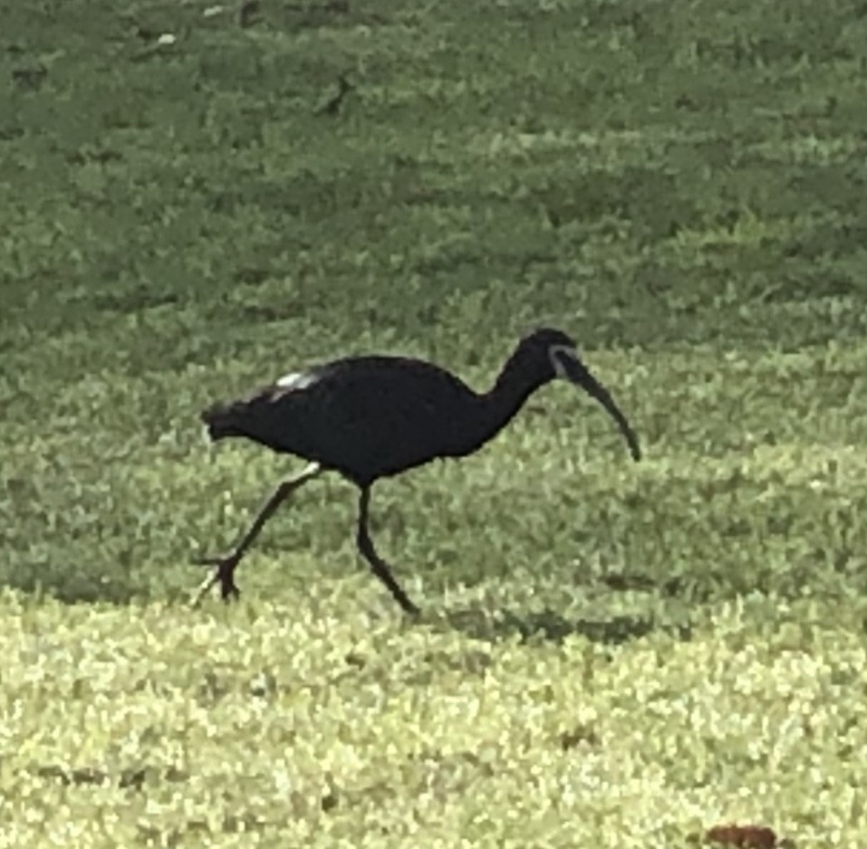 ibis americký - ML554654941