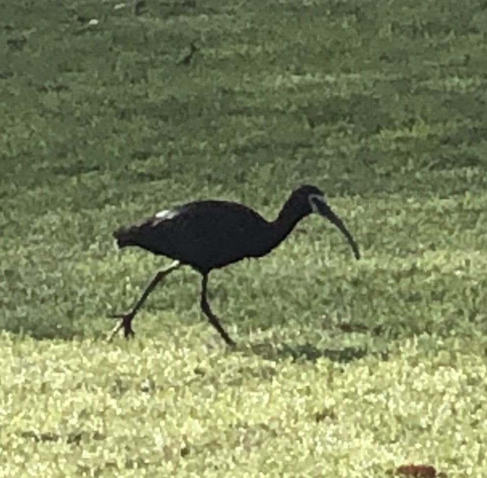 White-faced Ibis - ML554654941