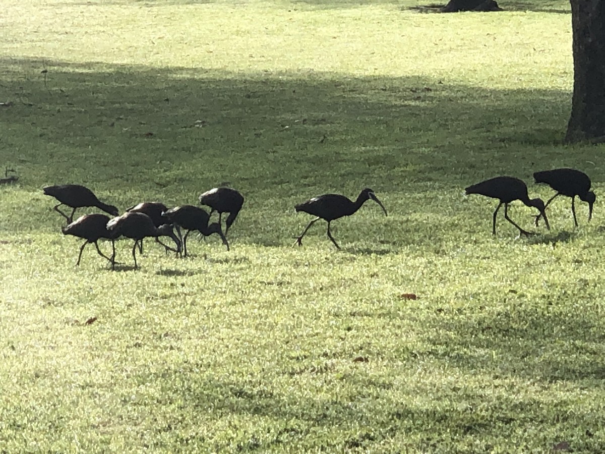 ibis americký - ML554654951