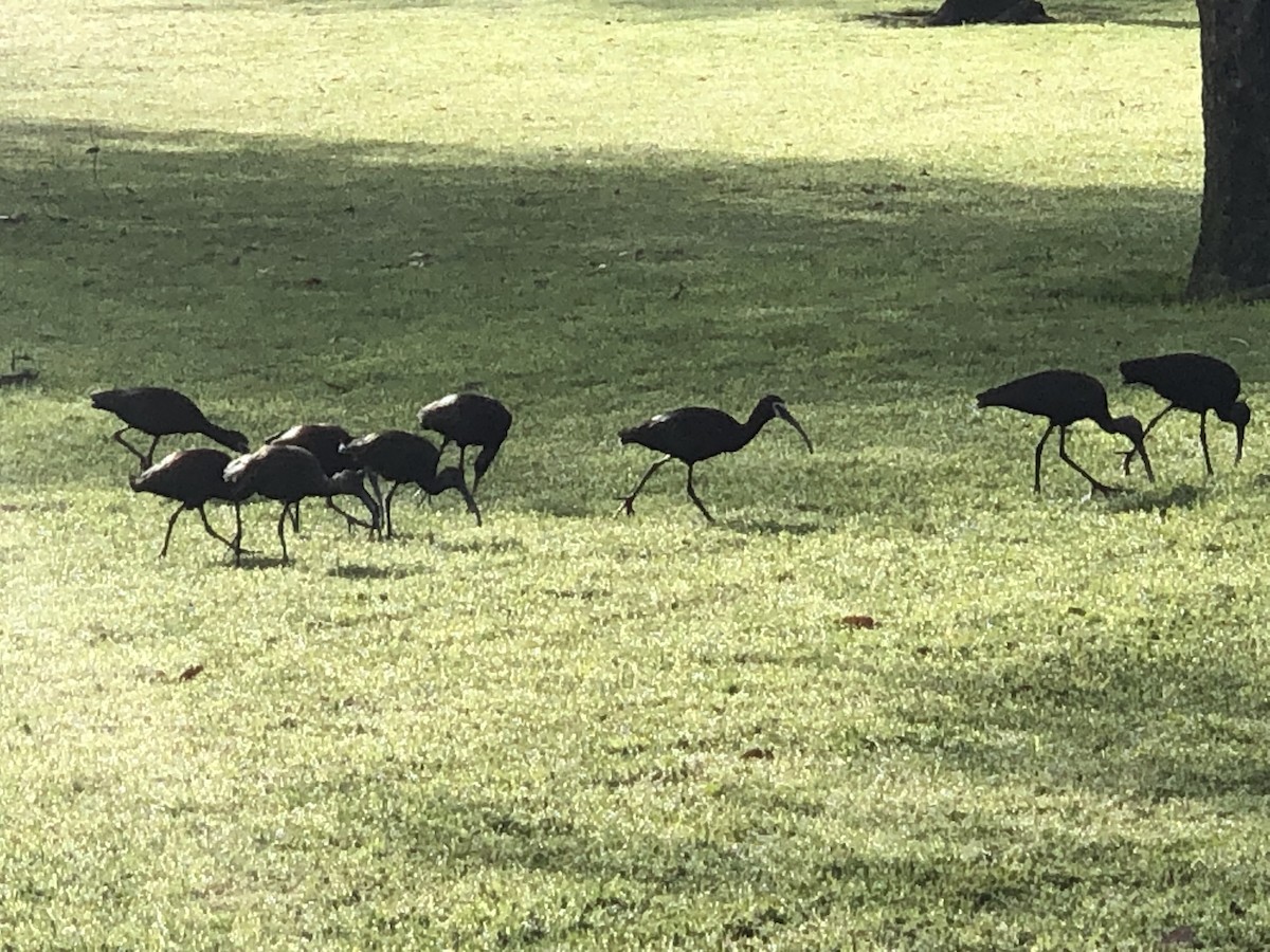 White-faced Ibis - ML554654951