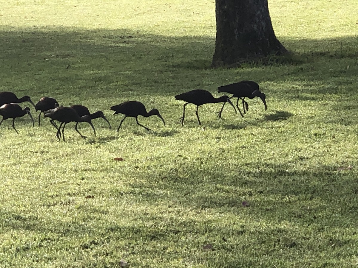 White-faced Ibis - ML554654961