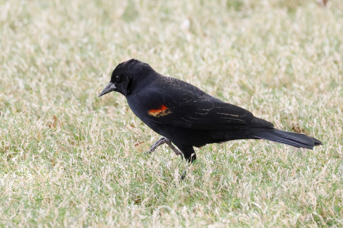 Red-winged Blackbird - ML554655271