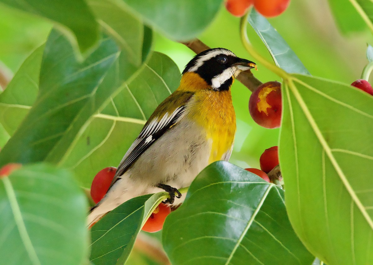 Western Spindalis - Paul Sullivan