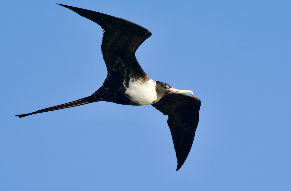 Magnificent Frigatebird - Paul Sullivan