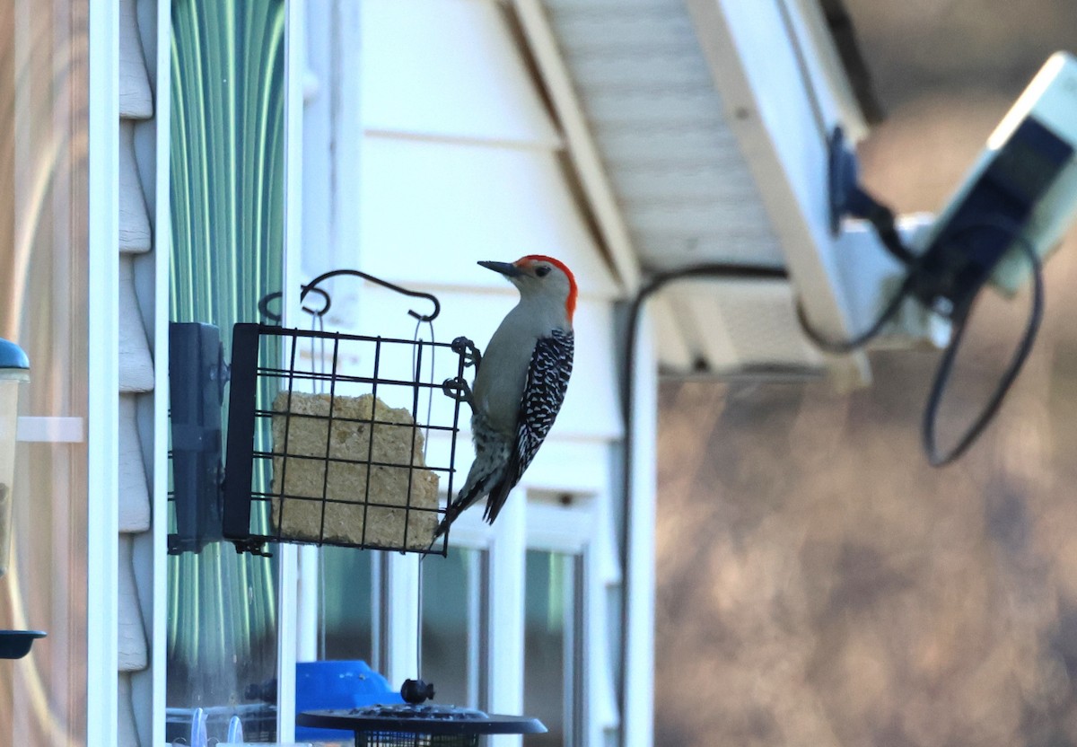 Red-bellied Woodpecker - ML554657311