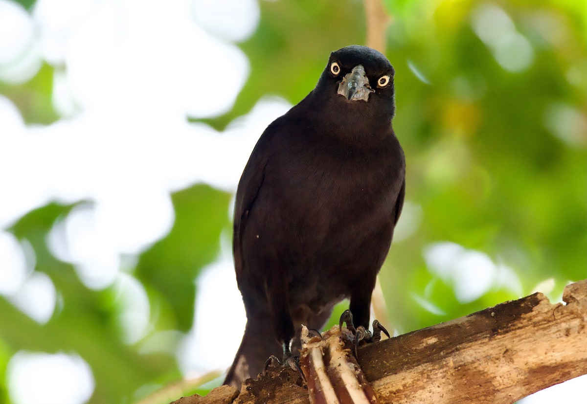 Greater Antillean Grackle - ML554657401