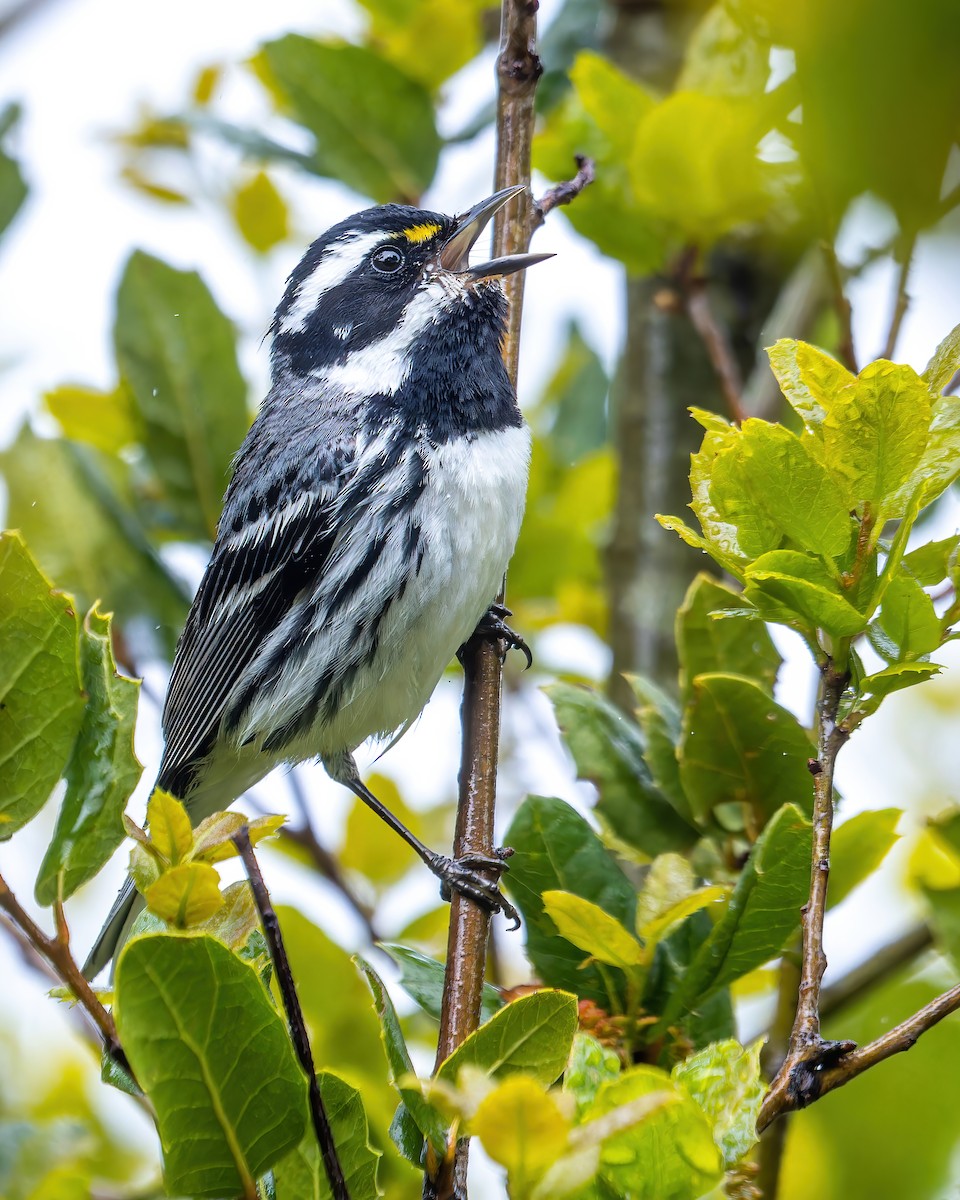 Black-throated Gray Warbler - ML554657471