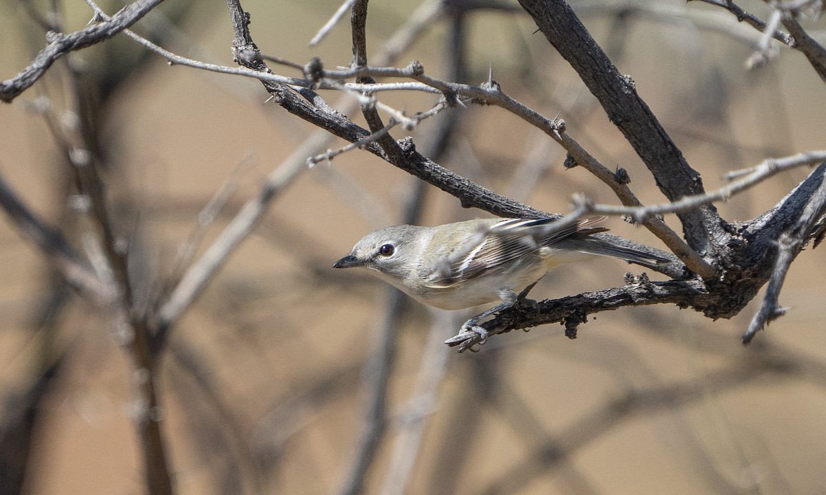 Cassin's Vireo - ML554657681