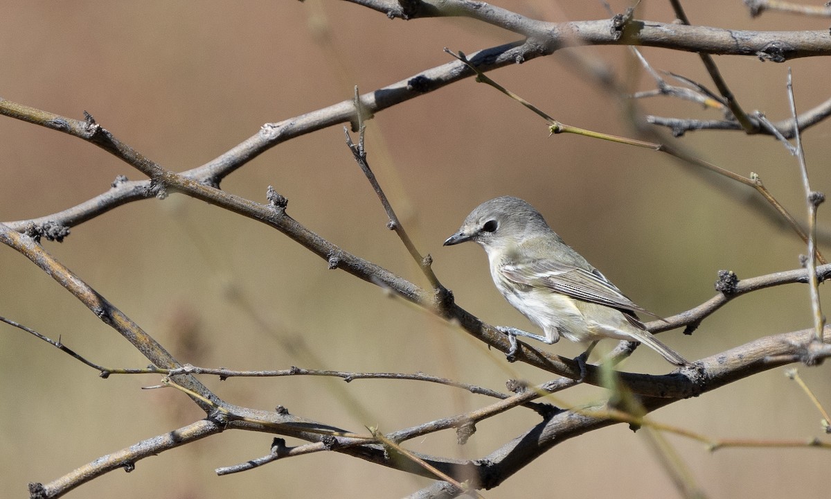 Cassin's Vireo - ML554657691