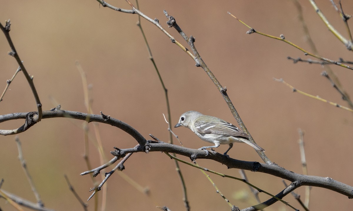 Cassin's Vireo - ML554657701