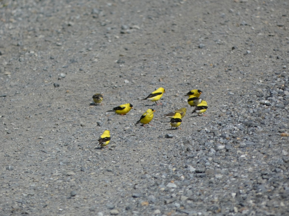 American Goldfinch - ML554657911