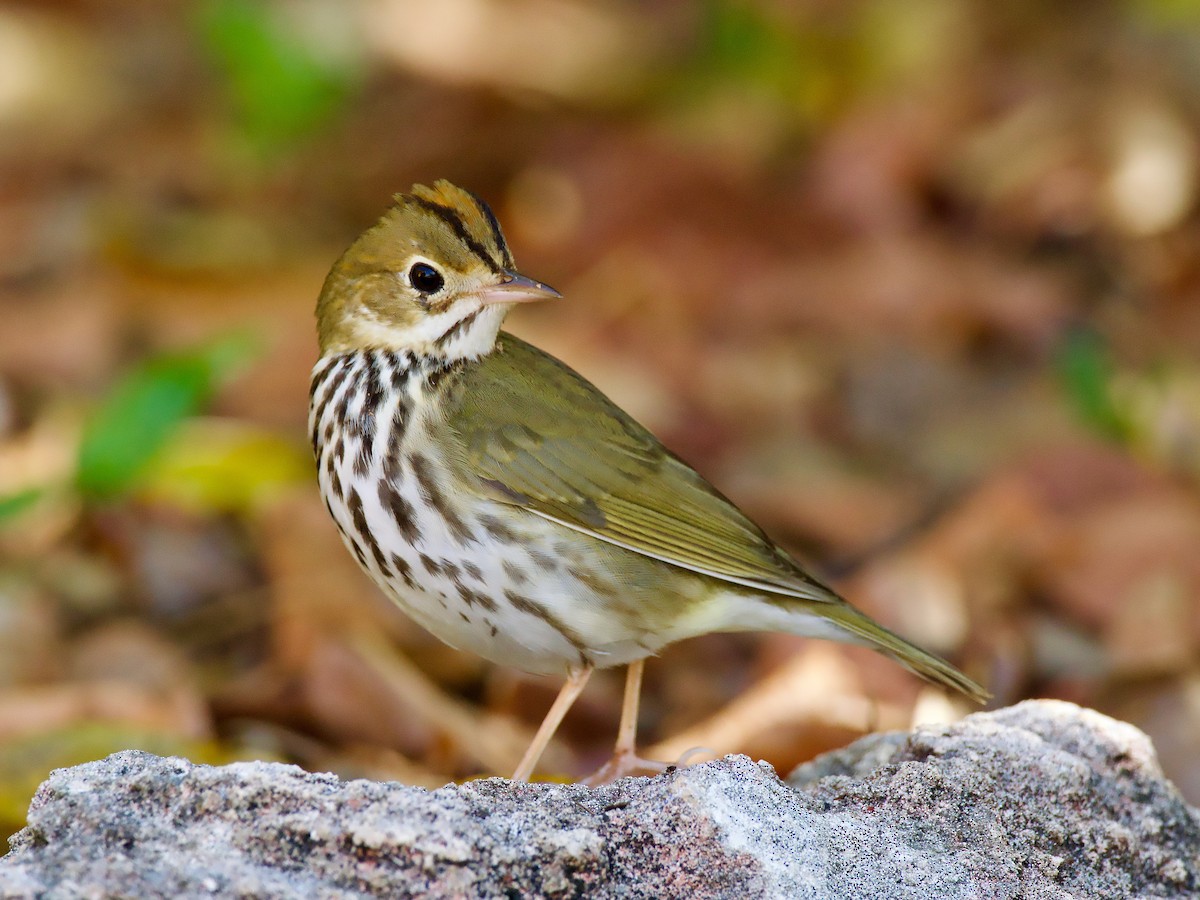 Ovenbird - ML554658061