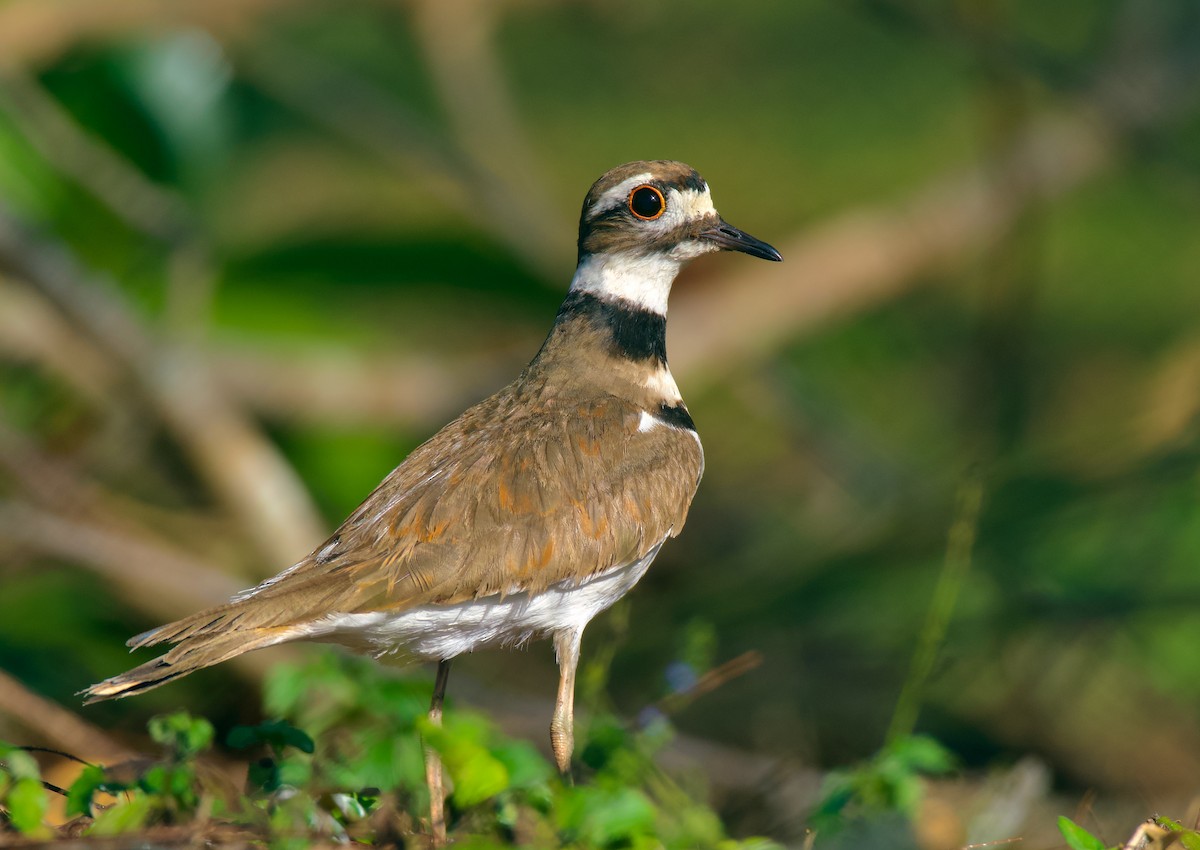 Killdeer - ML554658281