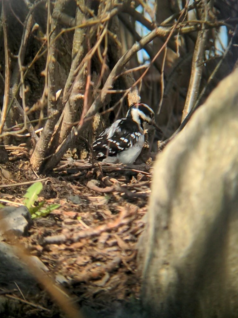 Hairy Woodpecker - ML554658491