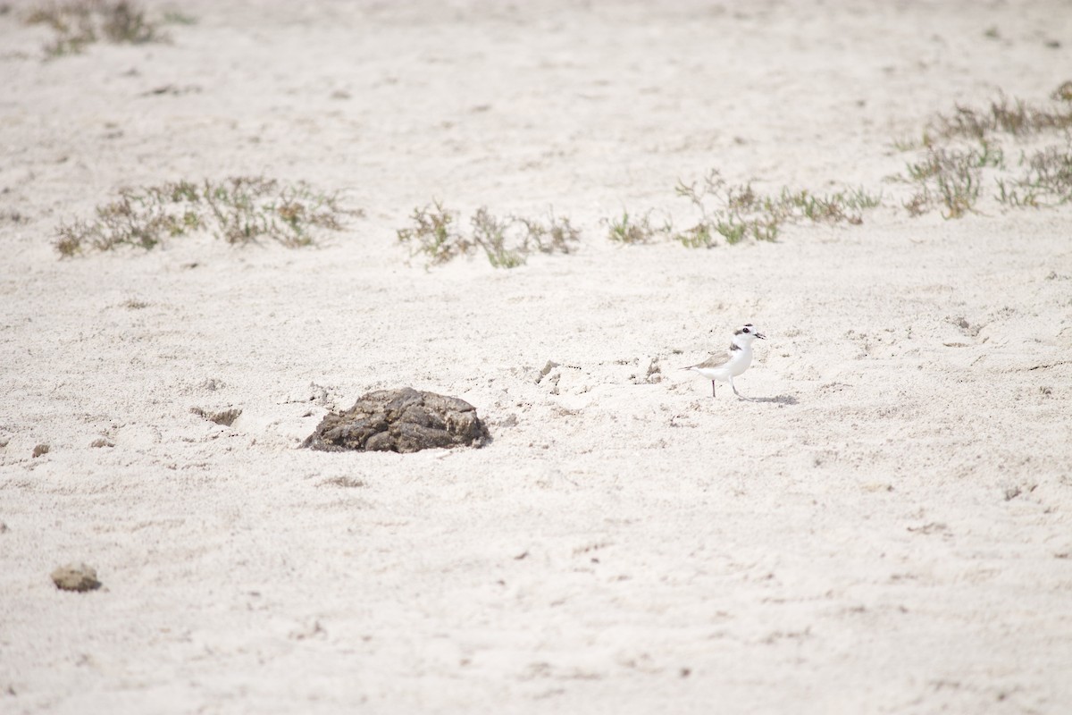 Pluvier neigeux - ML554658661