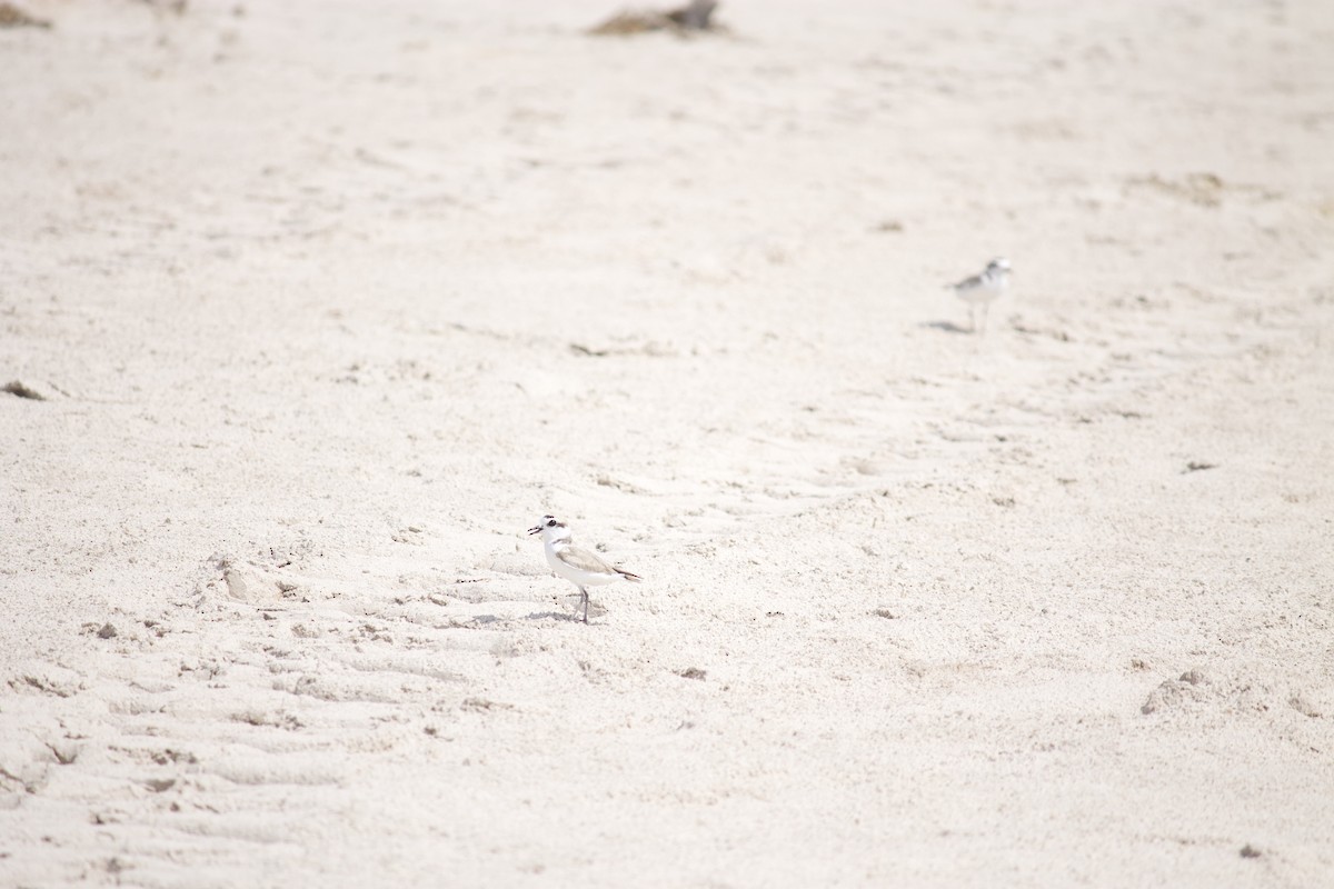 Pluvier neigeux - ML554658671