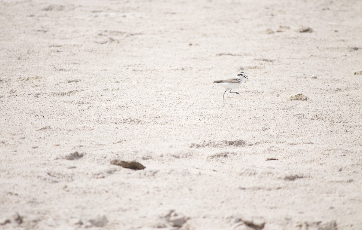 Snowy Plover - ML554658681