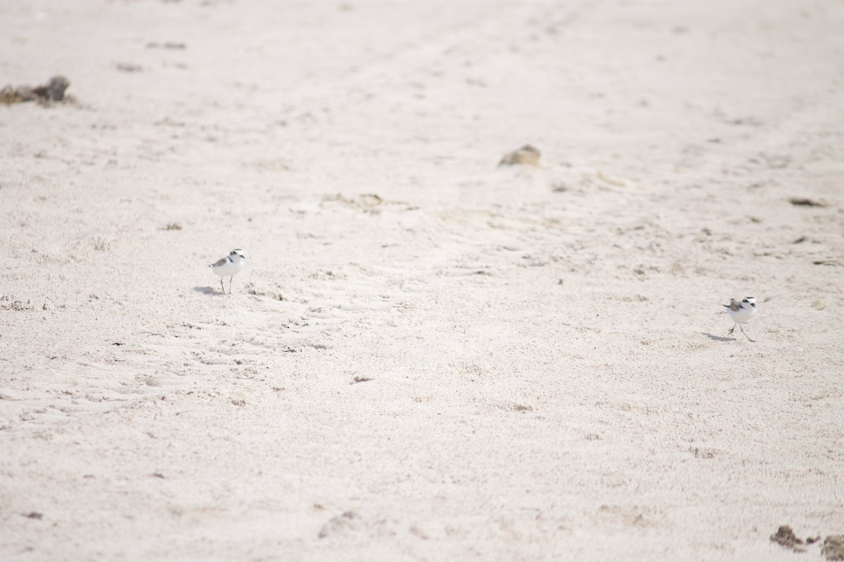 Pluvier neigeux - ML554658691