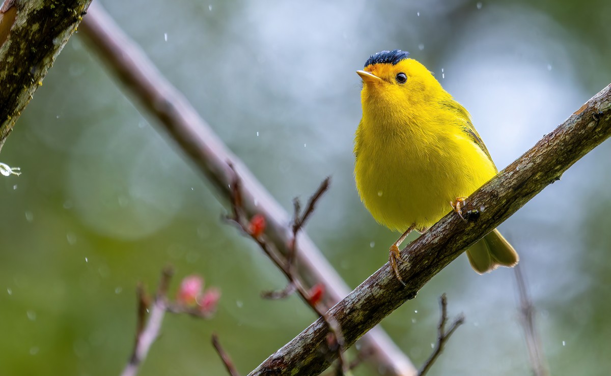 Wilson's Warbler (chryseola) - ML554658991