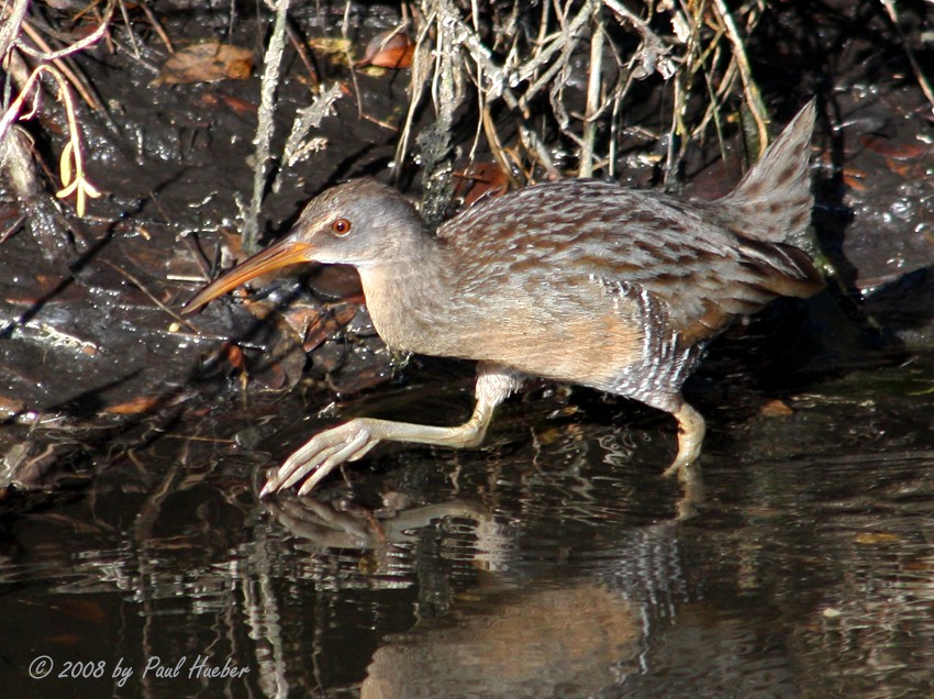 Clapper Rail - ML55465901